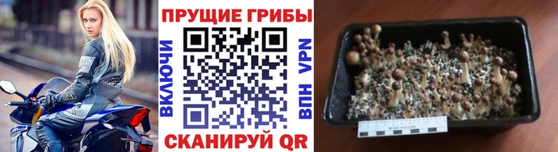 Псилоцибиновые грибы Psilocybe мега Данилов